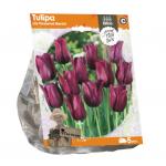 Baltus Tulipa Lily Flowered Merlot tulpen bloembollen per 5 stuks